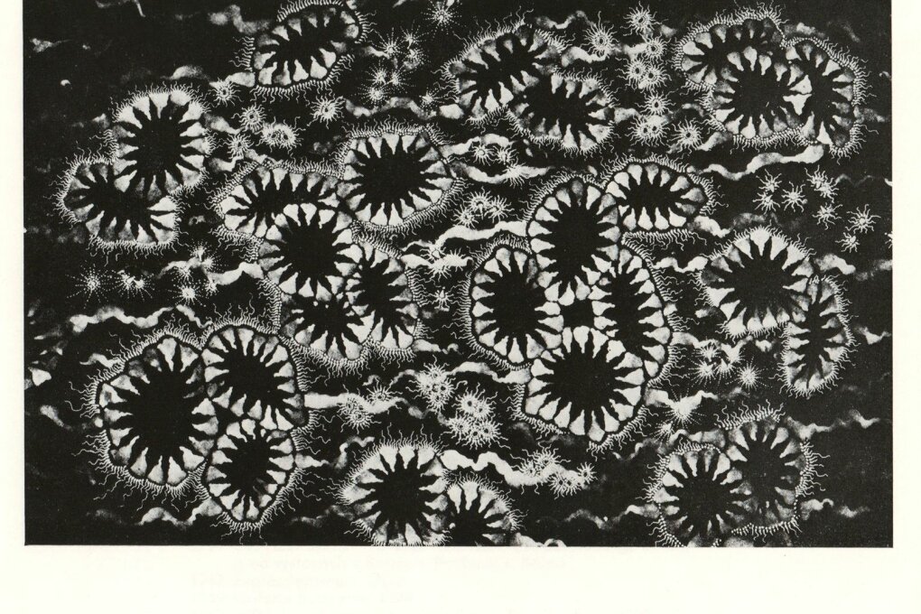 Otto Müller-Eibenstock – fotogramy a&nbsp;kresby